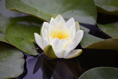 Beautiful Colorful Water Lilly In My Garden Pond Royalty Free Stock Image