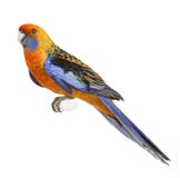 Beautiful coloured parrot Stock Image Beautiful coloured parrot Stock Image