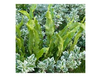 A beautiful combination of Hart`s-tongue fern Asplenium scolopendrium and Parennials shrub stock photography A beautiful combination of Hart`s-tongue fern Asplenium scolopendrium and Parennials shrub stock photography