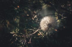 White full flower large dandelion among pine branches. Sun lighting from behind. royalty free stock photography White full flower large dandelion among pine branches. Sun lighting from behind. royalty free stock photography
