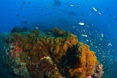 Beautiful Coral in Koh Tao, Thailand royalty free stock images Beautiful Coral in Koh Tao, Thailand royalty free stock images