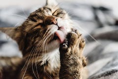 Beautiful Cute Cat Licking His Paw On Stylish Bed With Funny Emo Royalty Free Stock Photo