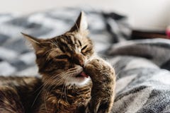 Beautiful Cute Cat Licking His Paw On Stylish Bed With Funny Emo Stock Images