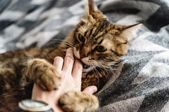 Beautiful Cute Cat Playing With Woman Hand And Biting On Stylish Stock Images Beautiful Cute Cat Playing With Woman Hand And Biting On Stylish Stock Images