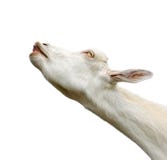 Beautiful, cute, young white goat isolated on white background. royalty free stock photography Beautiful, cute, young white goat isolated on white background. royalty free stock photography