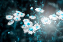 Beautiful daisy flower blossom on wild field in sunset light. Abstract nature background. Soft focus. Creative dark low key toned royalty free stock image Beautiful daisy flower blossom on wild field in sunset light. Abstract nature background. Soft focus. Creative dark low key toned royalty free stock image