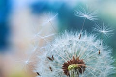 Beautiful dandelion flower with flying feathers on colorful bokeh background. Macro shot of summer nature scene
