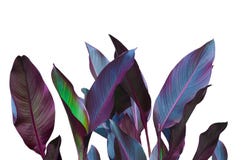 Beautiful Decorative Colorful Cana Canna Leaves On White Isolated Background Royalty Free Stock Image