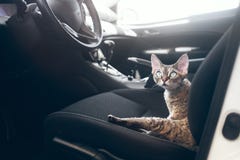 Beautiful Devon Rex Cat Is Traveling In A Car. Cat Is Feeling Comfortable And Calm Royalty Free Stock Images
