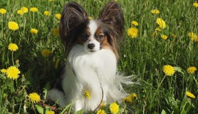 Beautiful dog Papillon sitting on green lawn with dandelions stock photo Beautiful dog Papillon sitting on green lawn with dandelions stock photo