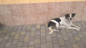 Beautiful dog is waiting for the owner stock photo Beautiful dog is waiting for the owner stock photo