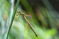 Beautiful Dragonfly. Macro Shot Of Nature. Libellula Depressa. Insects Up Close. Royalty Free Stock Photography