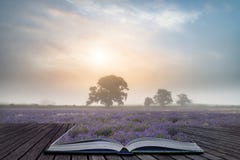 Beautiful dramatic misty sunrise landscape over lavender field i Royalty Free Stock Photography Beautiful dramatic misty sunrise landscape over lavender field i Royalty Free Stock Photography