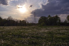 Beautiful, dramatic sunset over dandelion field in foreground and power line behind trees in background