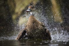 A beautiful duck swims in the water in Denmark. Close-up
