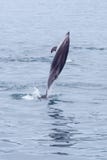 Dusky dolphin pirouetting in Kaikoura royalty free stock photos Dusky dolphin pirouetting in Kaikoura royalty free stock photos