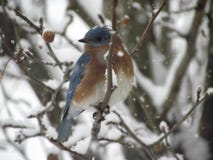 Eastern Bluebird royalty free stock images Eastern Bluebird royalty free stock images