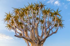 Beautiful exotic quiver tree in rocky and arid Namibian landscape, Namibia, Southern Africa stock photography Beautiful exotic quiver tree in rocky and arid Namibian landscape, Namibia, Southern Africa stock photography