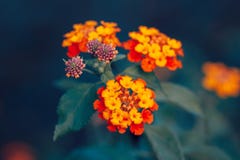 Beautiful fairy dreamy magic red yellow orange flower lantana camara on green blue blurry background Stock Photos Beautiful fairy dreamy magic red yellow orange flower lantana camara on green blue blurry background Stock Photos