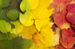 Beautiful Fallen Leaves Royalty Free Stock Photo