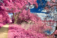 Beautiful fantasy infrared landscape with trees in a forest and fields and lots of purple elements and a deep blue sky royalty free stock photography Beautiful fantasy infrared landscape with trees in a forest and fields and lots of purple elements and a deep blue sky royalty free stock photography