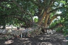 The beautiful Ficus Sycomorus in farmland