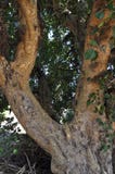 The beautiful Ficus Sycomorus in farmland