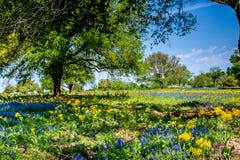 A Beautiful Field Blanketed with Various Texas Wildflowers