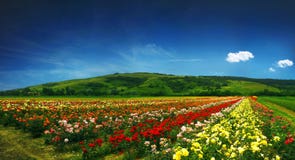 Beautiful Field Full Of Roses - Panorama Stock Photography