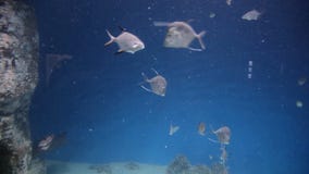 Beautiful fish in the aquarium and aquatic plants. Colorful fish. Sea world stock video Beautiful fish in the aquarium and aquatic plants. Colorful fish. Sea world stock video