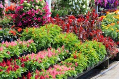Beautiful Flats And Hanging Planters At Local Nursery Stock Photo