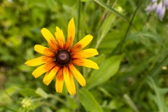 Beautiful flower Blackeyed Susan close up background stock image Beautiful flower Blackeyed Susan close up background stock image