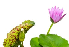 Beautiful Fresh Violet Lotus Flowers on White Background stock photos Beautiful Fresh Violet Lotus Flowers on White Background stock photos