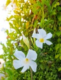 Beautiful Whtie Trumpet Flowers with Green Leaves Royalty Free Stock Image Beautiful Whtie Trumpet Flowers with Green Leaves Royalty Free Stock Image