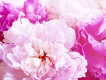 Beautiful flower peony closeup background decoration vintage royalty free stock images Beautiful flower peony closeup background decoration vintage royalty free stock images