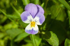Beautiful flower Viola tricolor, or Pansy stock image Beautiful flower Viola tricolor, or Pansy stock image