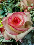 Beautiful flower on the window on a Sunny day rosse stock photography Beautiful flower on the window on a Sunny day rosse stock photography