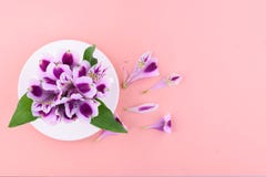 Beautiful flowers of astromeria with a white cup on a pink background royalty free stock photos Beautiful flowers of astromeria with a white cup on a pink background royalty free stock photos
