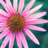Beautiful, Flowers, Bloom, Blooming Stock Photography Beautiful, Flowers, Bloom, Blooming Stock Photography