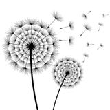 Beautiful flowers dandelions black and white vector illustration Beautiful flowers dandelions black and white vector illustration