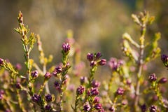 Spring begins with flowers royalty free stock photography Spring begins with flowers royalty free stock photography
