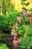 Beautiful flowers spring garden on a sunny day stock images Beautiful flowers spring garden on a sunny day stock images