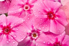 Beautiful Flowers With Water Drops Royalty Free Stock Photos