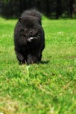 Beautiful fluffy dog breed Chow Chow rare black color runs in th Royalty Free Stock Images Beautiful fluffy dog breed Chow Chow rare black color runs in th Royalty Free Stock Images
