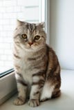 Beautiful fluffy gray tabby Scottish fold cat with yellow eyes stock image Beautiful fluffy gray tabby Scottish fold cat with yellow eyes stock image