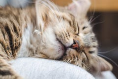 Beautiful fluffy striped cat with beige wool sleeps on a gray sofa stock image Beautiful fluffy striped cat with beige wool sleeps on a gray sofa stock image