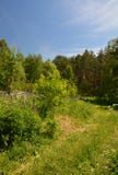 Beautiful forest with blooming meadow and pine trees. Stock Photos Beautiful forest with blooming meadow and pine trees. Stock Photos