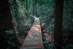 Beautiful forest at nature trails royalty free stock photos Beautiful forest at nature trails royalty free stock photos
