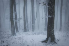 Beautiful forest with snow and fog in winter stock image Beautiful forest with snow and fog in winter stock image
