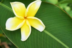 Beautiful frangipani flower royalty free stock photography Beautiful frangipani flower royalty free stock photography